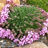 Cvijet saponarije (saponaria): fotografija i opis gdje raste, raste...